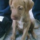 Ron con 2 meses, es el dia siguiente que me lo regalaron, Ron es un cruza de Labrador con American Pit Bull.